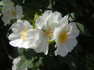 Rosa canina_Dog Rose (2013, May 19)