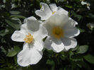 Rosa canina_Dog Rose (2013, May 19)