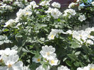 Rosa canina_Dog Rose (2013, May 19)