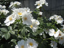 Rosa canina_Dog Rose (2013, May 19)