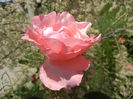 Royal Highness rose, 19may2013