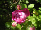 Damask Rose (2013, May 19)