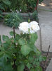 DSCF8222