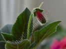 Kohleria Yf s Sweet and Fresh