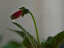 Kohleria Yf s Sweet and Fresh
