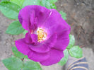 DSCN3206