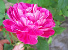 DSCN3227