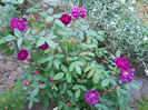 DSCN3253