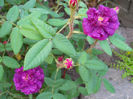 DSCN3229