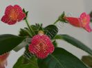 Kohleria Peridot s Mango Martini