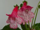 Kohleria Simone (ni)