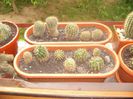 Echinopsis multiplex