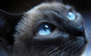 pisica-cu-ochi-albastri-