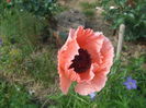 DSCF1171