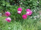 DSCF1223