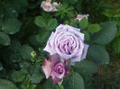 Mamie Blue