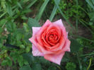 DSCF1213