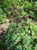 Aquilegia