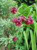 Aquilegia