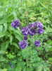 Aquilegia