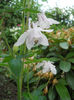 Aquilegia