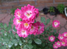 Orleans Rose