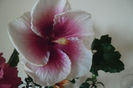 Tahitian Purple Lady