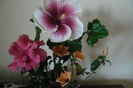 Hibiscus grup