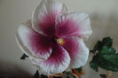 Tahitaian Purple Lady