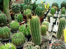 DSC00959