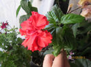 hibiscus dantelat si rotund