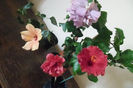 hibiscus grup