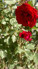 21.05.2013 cataratori
