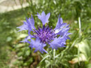 Centaurea cyanus Blue (2013, May 19)