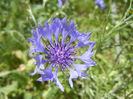 Centaurea cyanus Blue (2013, May 19)