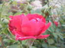 Rose Blaze (2013, May 20)