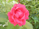 Rose Blaze (2013, May 20)