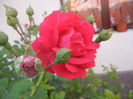 Rose Blaze (2013, May 20)