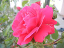 Rose Blaze (2013, May 20)
