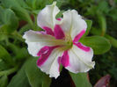 White & Pink petunia, 20may2013