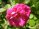 Damask Rose (2013, May 21)