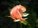 Rose Pleasure (2013, May 21)