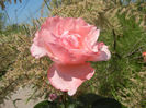 Royal Highness rose, 21may2013