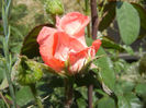 Rose Artistry (2013, May 21)