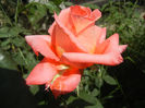 Rose Artistry (2013, May 21)