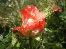 Rose Artistry (2013, May 21)