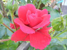 Rose Blaze Superior (2013, May 21)