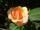 Orange Miniature Rose (2013, May 21)