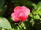 Pink Miniature Rose (2013, May 21)