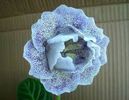 gloxinia ek lik angela
